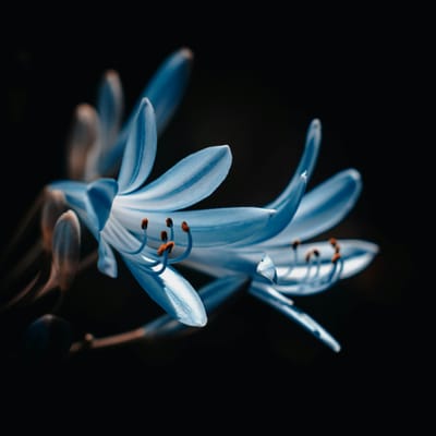 دانیش عزیز avatar